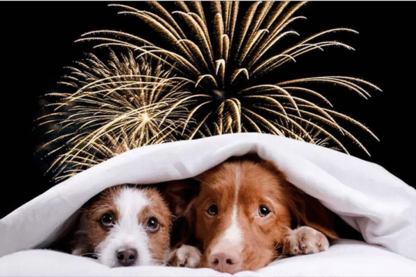 Cómo mantener a tu mascota tranquila durante los fuegos artificiales